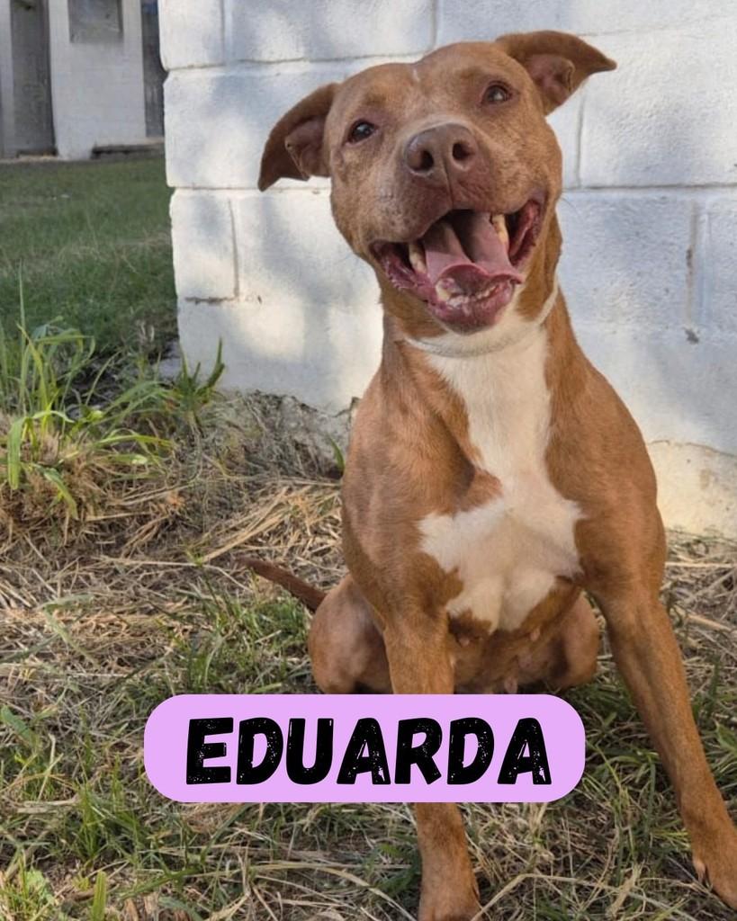 Eduarda, cadela de porte médio para adoção em Sorocaba - SP