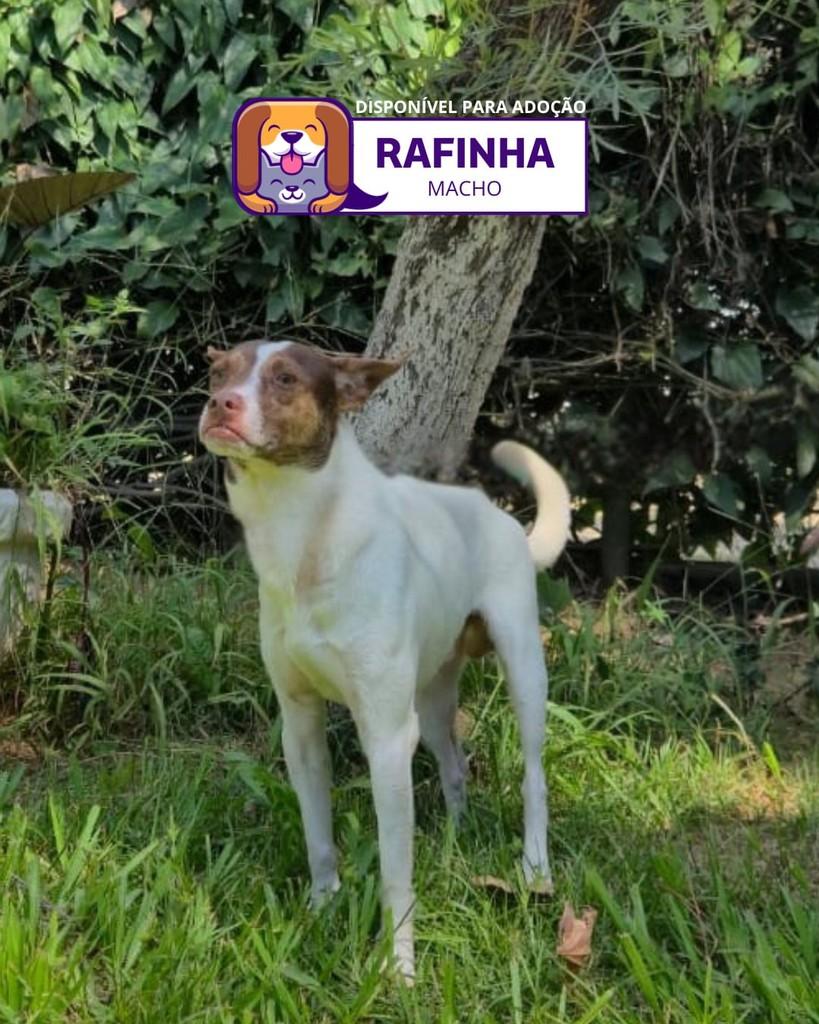 Rafinha, cachorro de porte pequeno para adoção em Sorocaba - SP