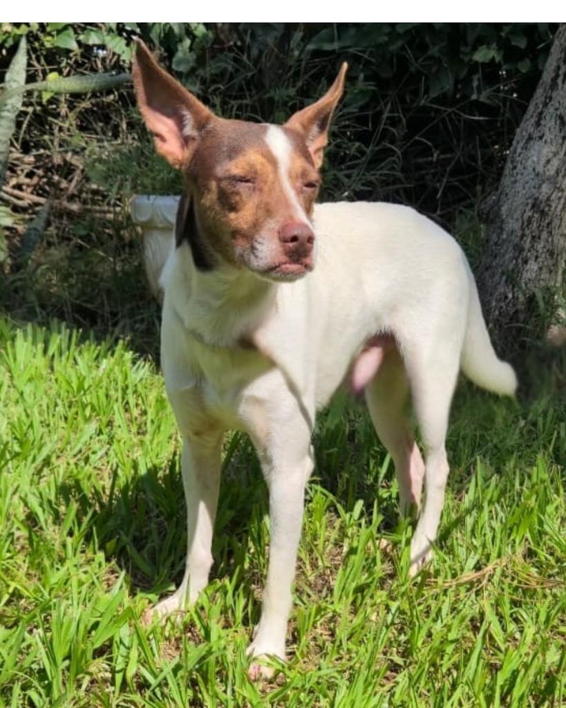 Rafinha, cachorro de porte pequeno para adoção em Sorocaba - SP — foto 2 de 3
