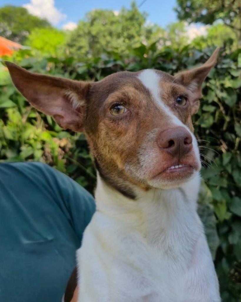Rafinha, cachorro de porte pequeno para adoção em Sorocaba - SP — foto 3 de 3