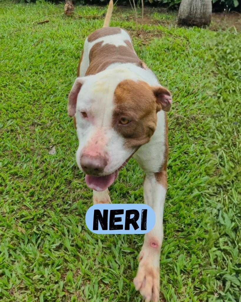 Neri, cachorro de porte médio para adoção em Sorocaba - SP