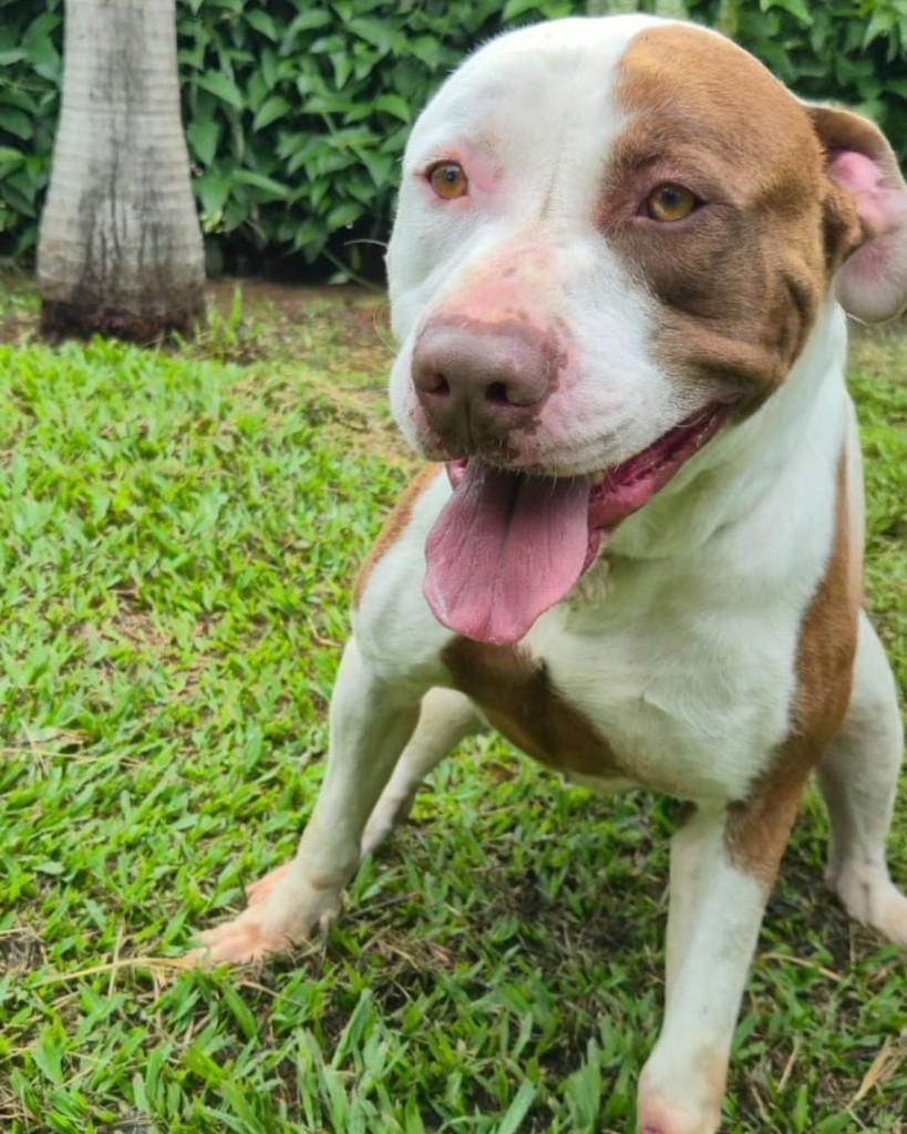 Neri, cachorro de porte médio para adoção em Sorocaba - SP — foto 2 de 4