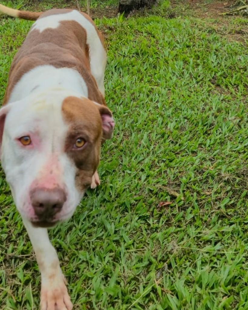 Neri, cachorro de porte médio para adoção em Sorocaba - SP — foto 3 de 4