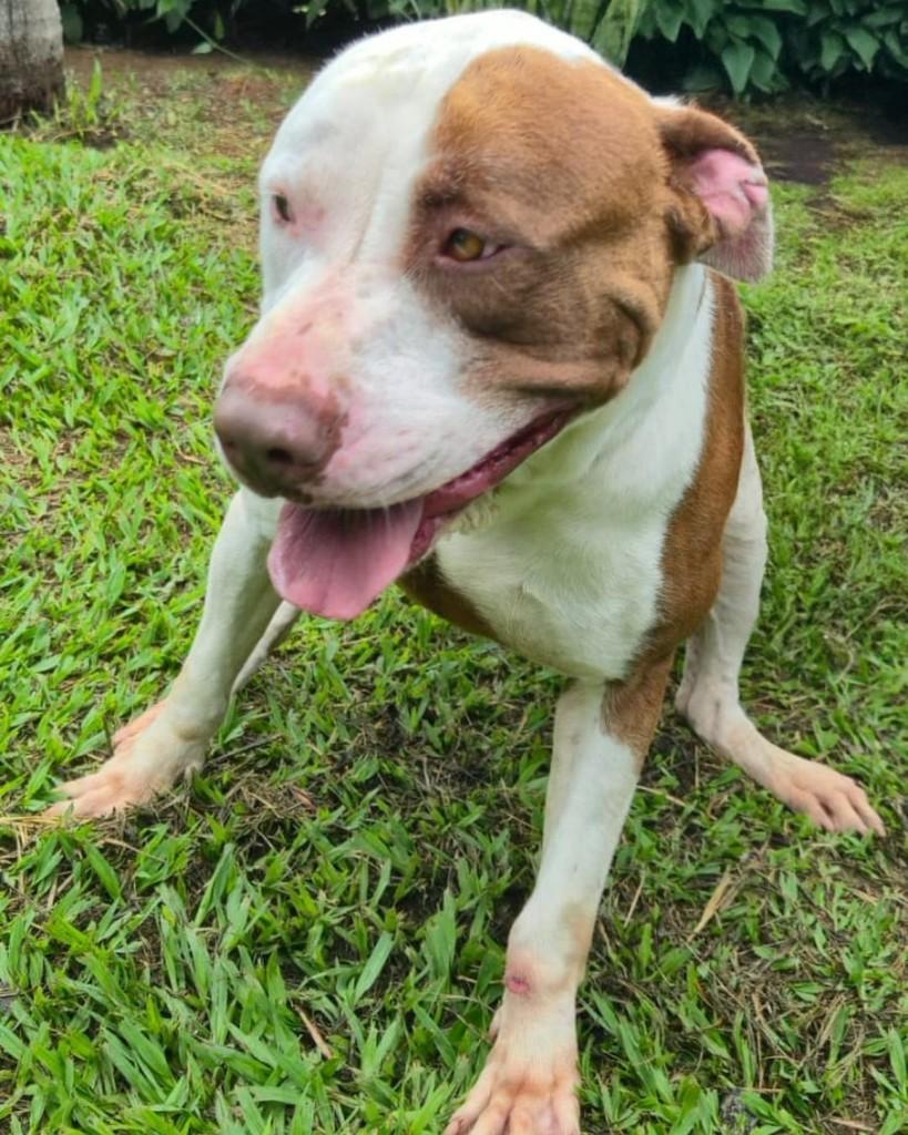 Neri, cachorro de porte médio para adoção em Sorocaba - SP — foto 4 de 4