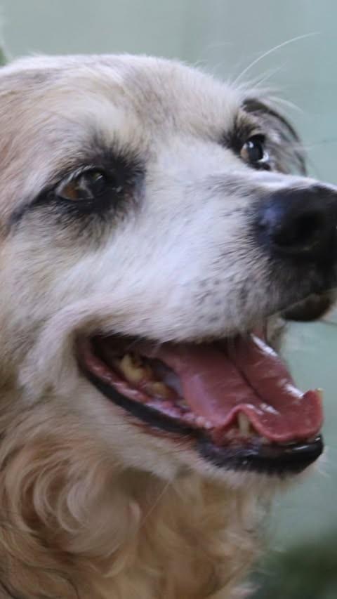 Carlos, cachorro de porte médio para adoção em Sorocaba - SP