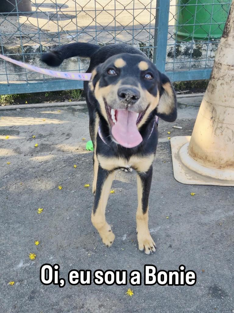 Bonie, cachorro de porte pequeno para adoção em Sorocaba - SP