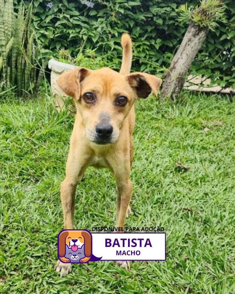 Batista, cachorro de porte médio para adoção em Sorocaba - SP