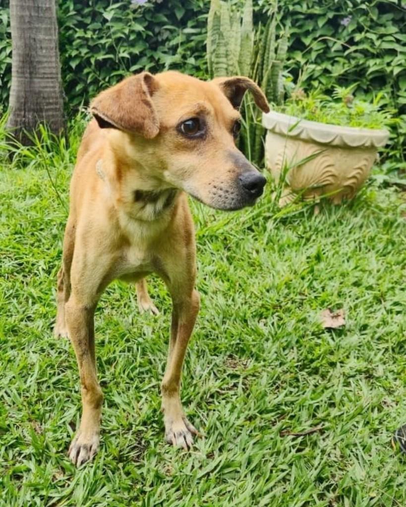 Batista, cachorro de porte médio para adoção em Sorocaba - SP — foto 2 de 3