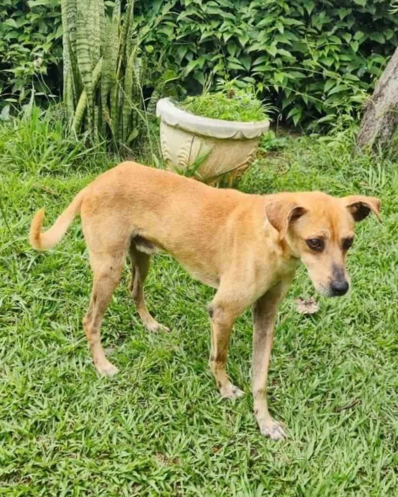 Batista, cachorro de porte médio para adoção em Sorocaba - SP — foto 3 de 3