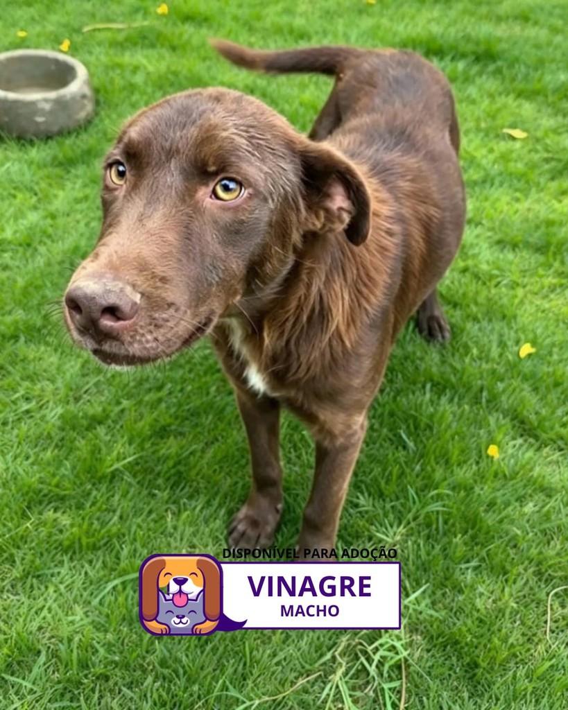 Vinagre, cachorro de porte médio para adoção em Sorocaba - SP