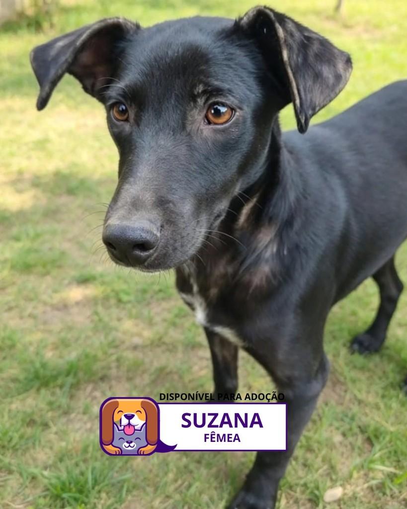 Suzana, cachorro de porte pequeno para adoção em Sorocaba - SP