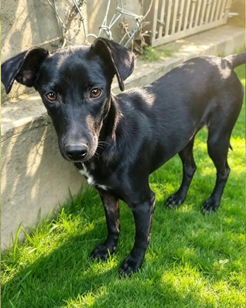 Suzana, cachorro de porte pequeno para adoção em Sorocaba - SP — foto 2 de 2