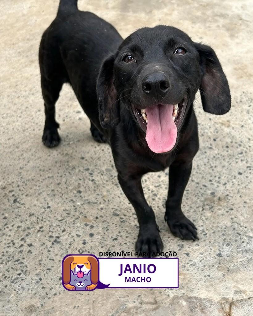 Janio, cachorro de porte pequeno para adoção em Sorocaba - SP