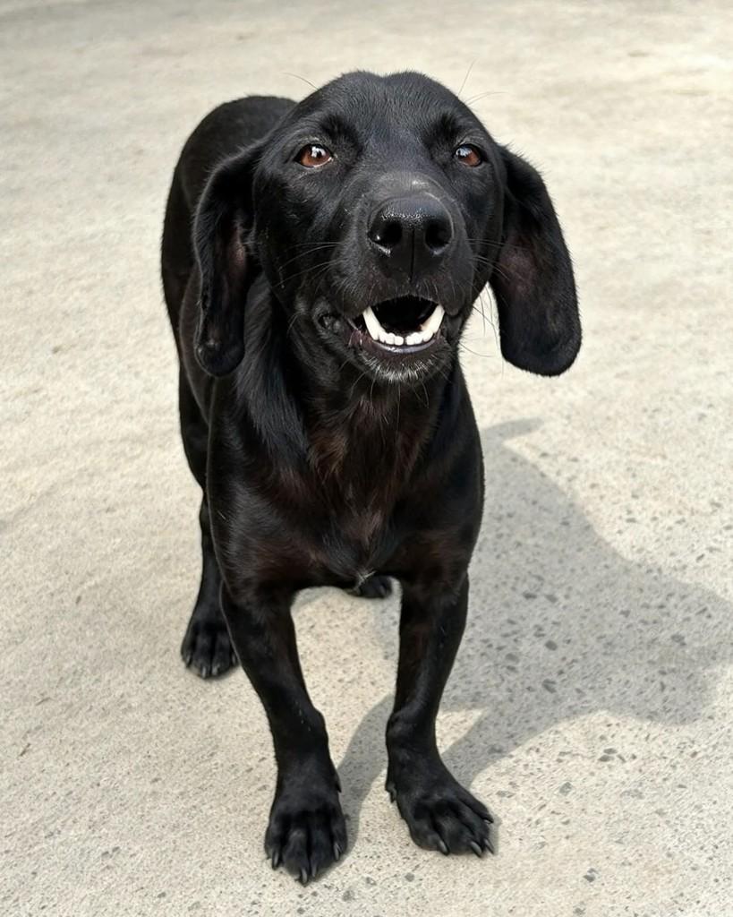Janio, cachorro de porte pequeno para adoção em Sorocaba - SP — foto 2 de 2