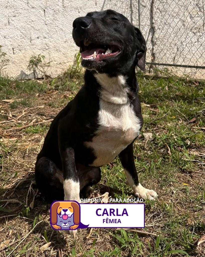 Carla, cachorro de porte médio para adoção em Sorocaba - SP