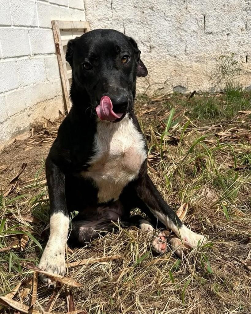 Carla, cachorro de porte médio para adoção em Sorocaba - SP — foto 2 de 2
