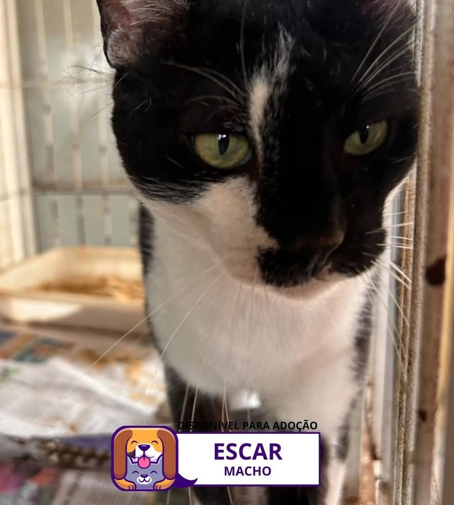 Escar, gato de porte médio para adoção em Sorocaba - SP