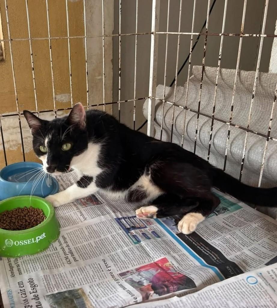 Escar, gato de porte médio para adoção em Sorocaba - SP — foto 2 de 3
