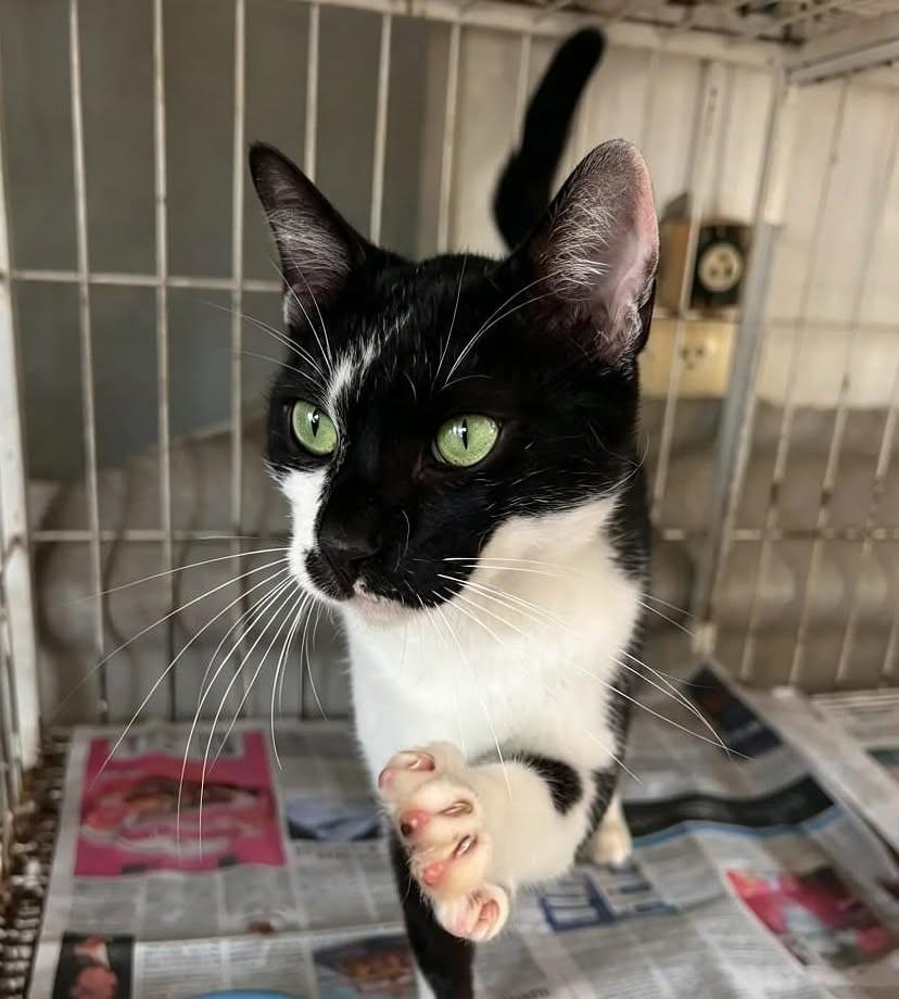 Escar, gato de porte médio para adoção em Sorocaba - SP — foto 3 de 3