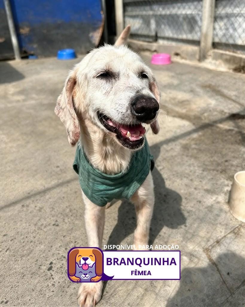 Branquinha, cadela de porte médio para adoção em Sorocaba - SP