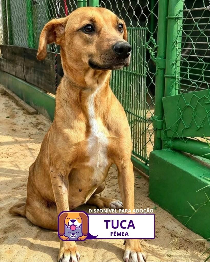 Tuca, cadela de porte pequeno para adoção em Sorocaba - SP — foto 2 de 2