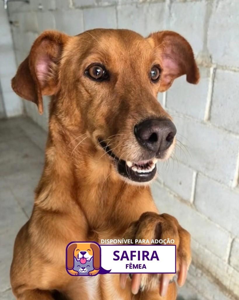 Safira, cadela de porte médio para adoção em Sorocaba - SP