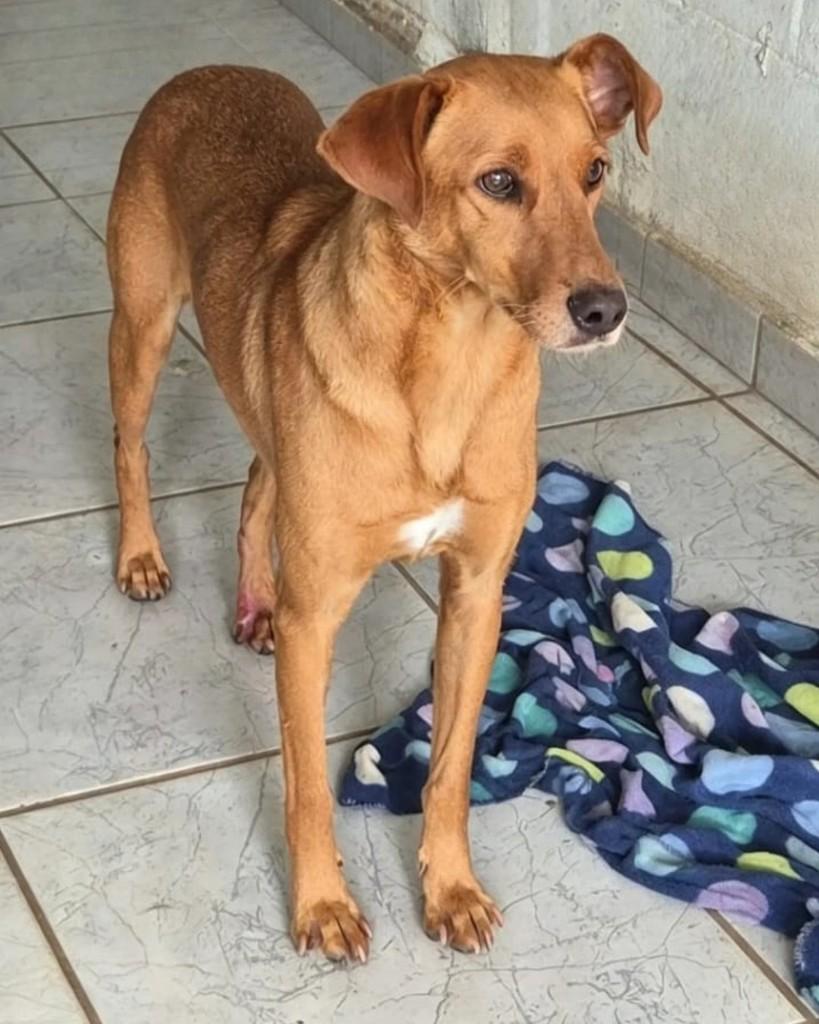 Safira, cadela de porte médio para adoção em Sorocaba - SP — foto 2 de 2