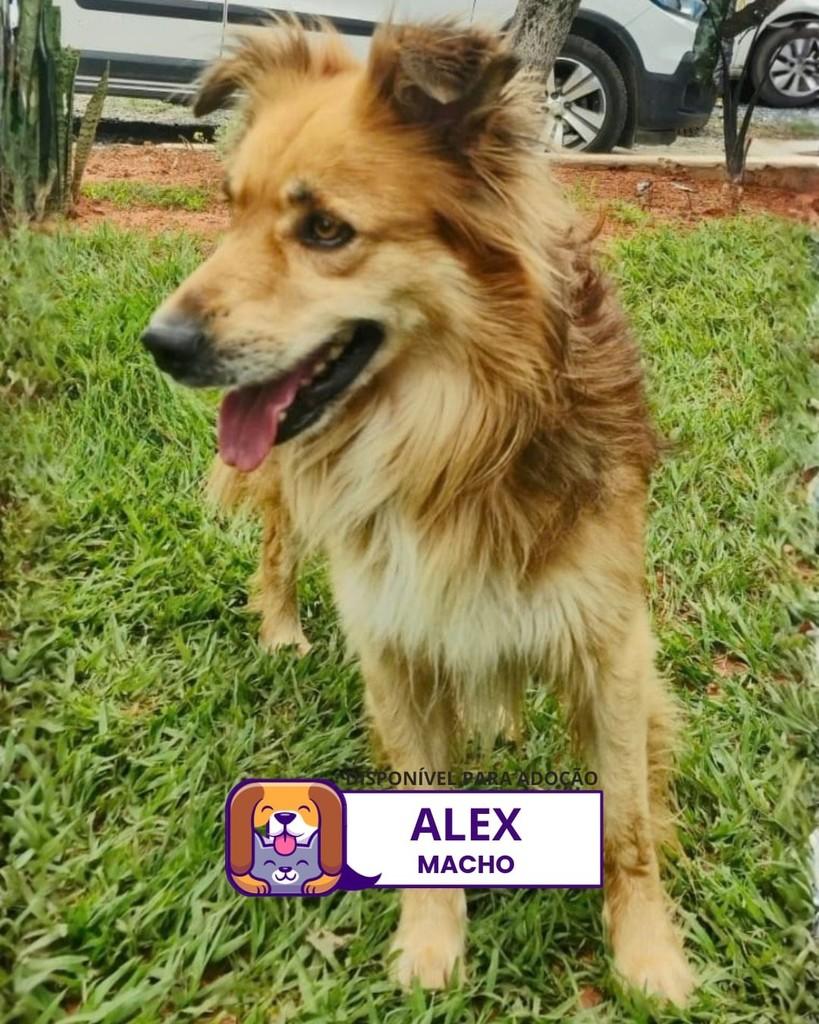 Alex, cachorro para adoção em Sorocaba - SP