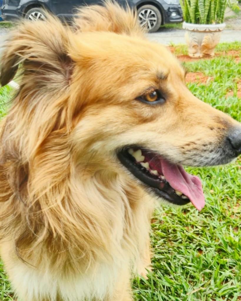 Alex, cachorro para adoção em Sorocaba - SP — foto 2 de 4