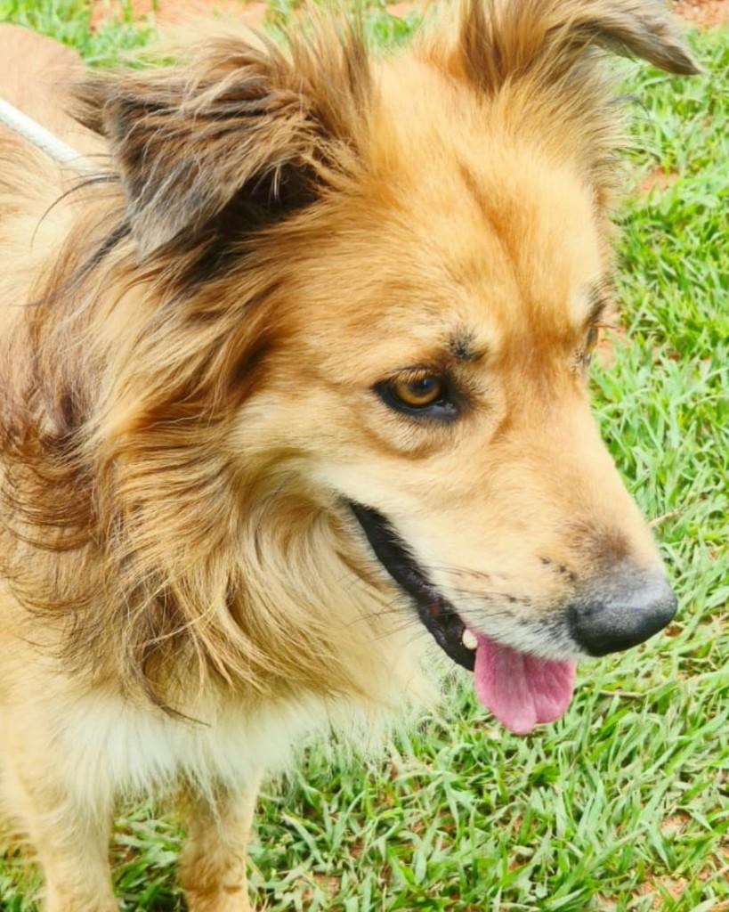 Alex, cachorro para adoção em Sorocaba - SP — foto 3 de 4