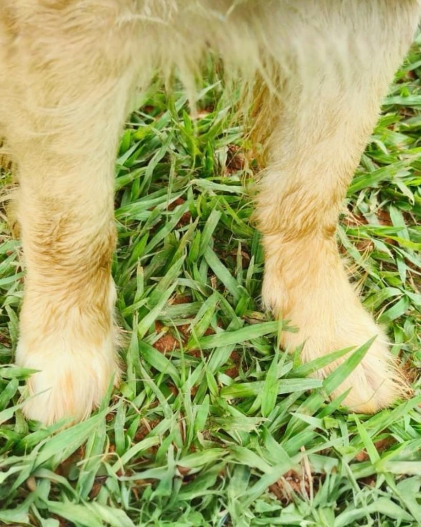 Alex, cachorro para adoção em Sorocaba - SP — foto 4 de 4