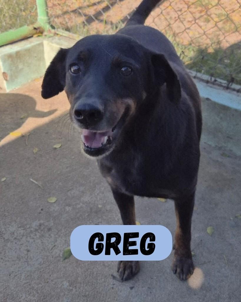 Greg, cachorro de porte pequeno para adoção em Sorocaba - SP