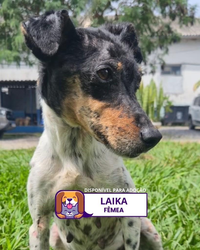 Laika, cadela de porte médio para adoção em Sorocaba - SP