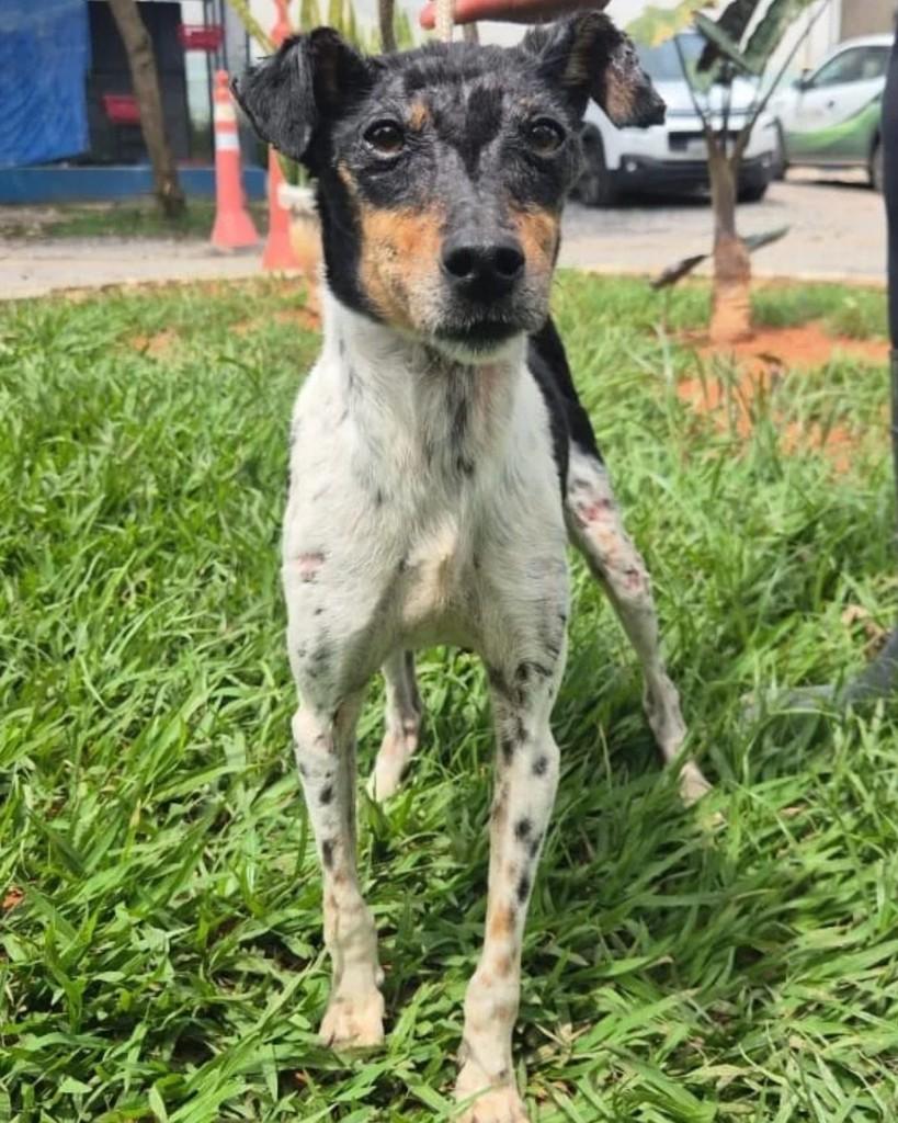 Laika, cadela de porte médio para adoção em Sorocaba - SP — foto 2 de 5