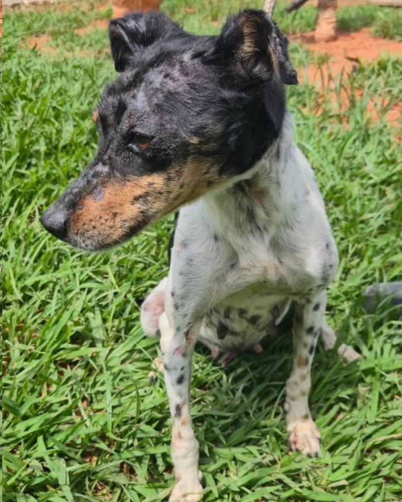 Laika, cadela de porte médio para adoção em Sorocaba - SP — foto 3 de 5