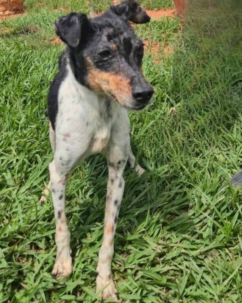 Laika, cadela de porte médio para adoção em Sorocaba - SP — foto 4 de 5
