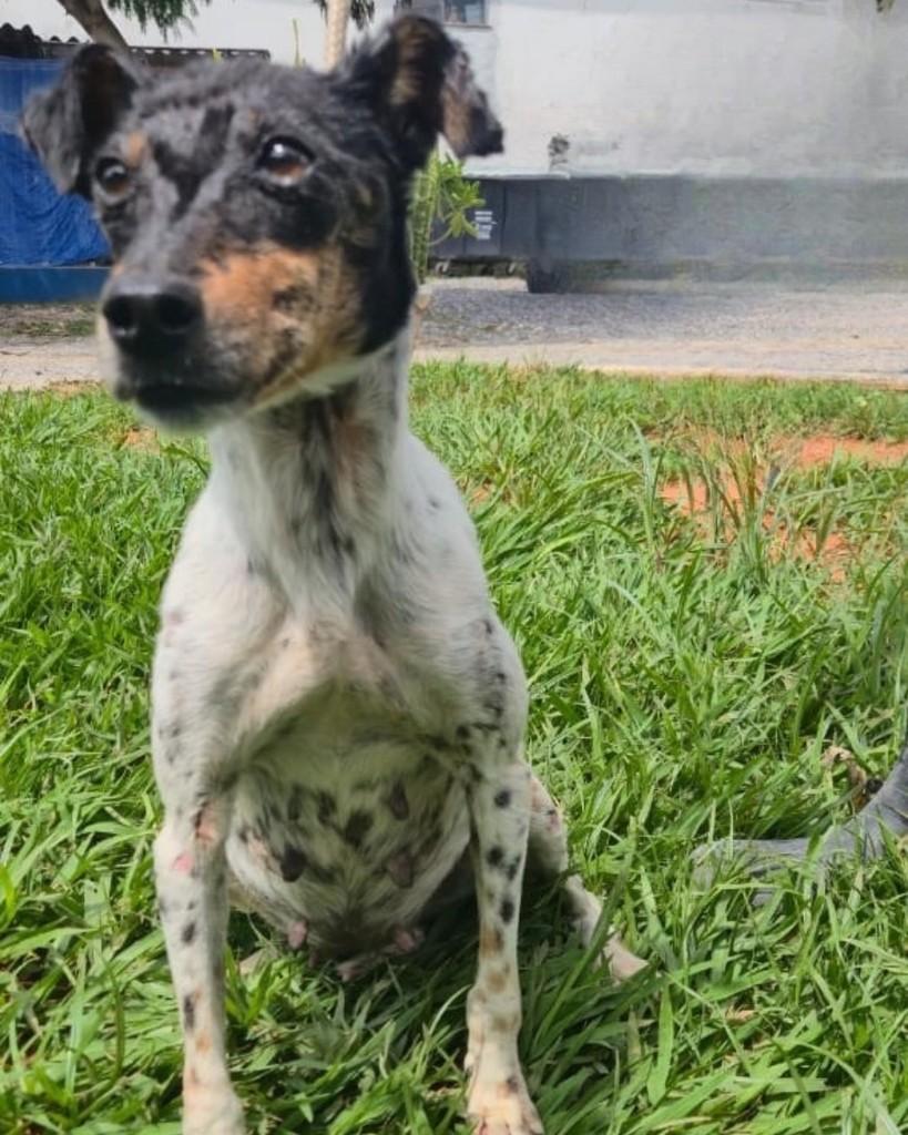 Laika, cadela de porte médio para adoção em Sorocaba - SP — foto 5 de 5