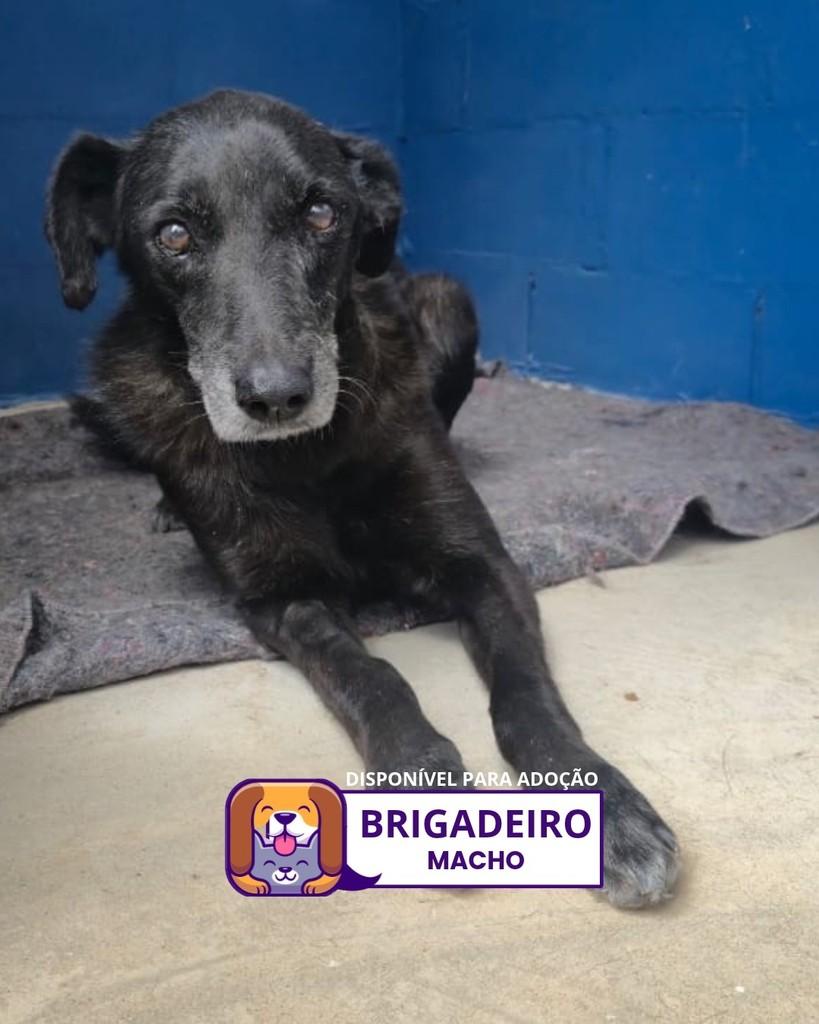 Brigadeiro, cachorro de porte médio para adoção em Sorocaba - SP