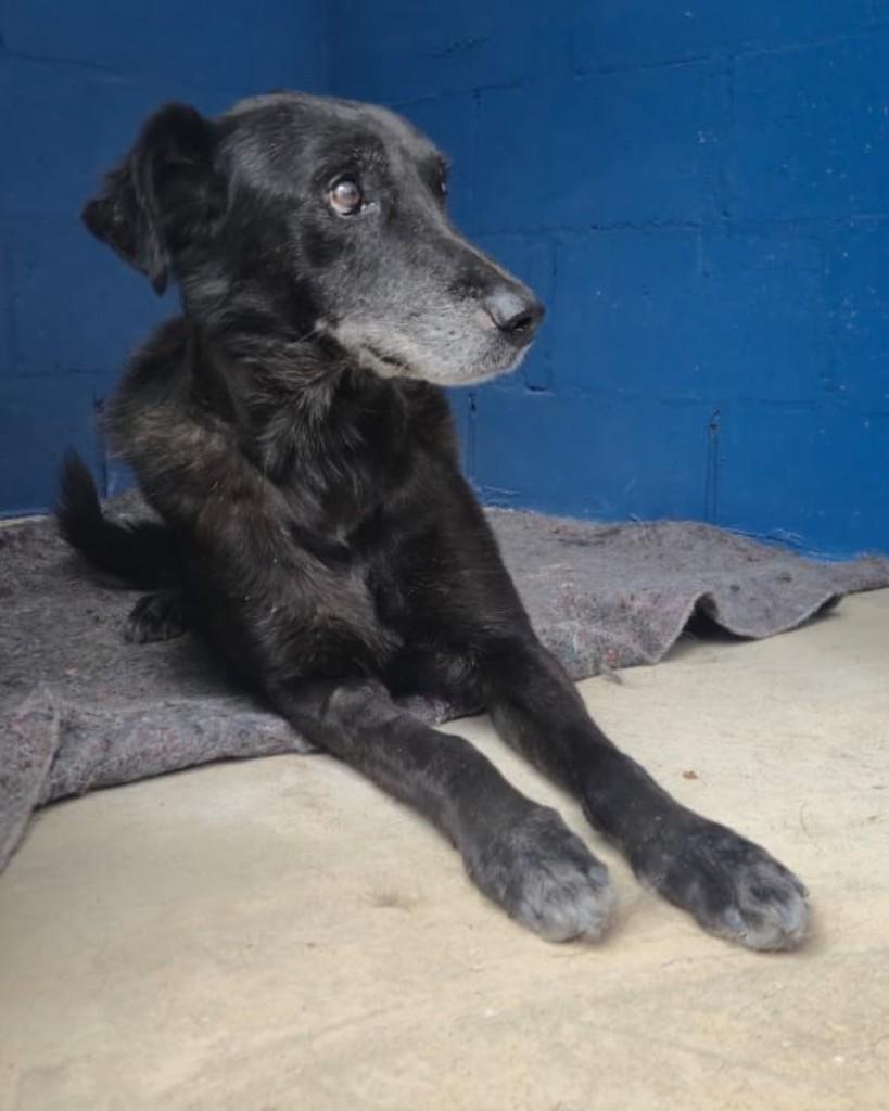 Brigadeiro, cachorro de porte médio para adoção em Sorocaba - SP — foto 2 de 4