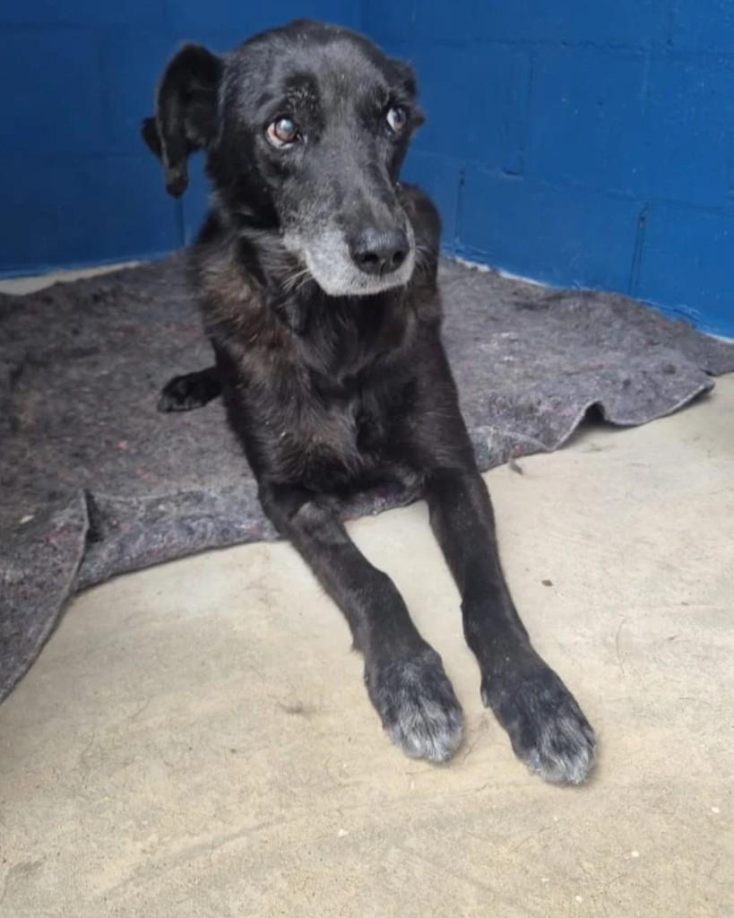 Brigadeiro, cachorro de porte médio para adoção em Sorocaba - SP — foto 3 de 4