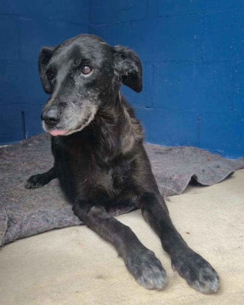 Brigadeiro, cachorro de porte médio para adoção em Sorocaba - SP — foto 4 de 4