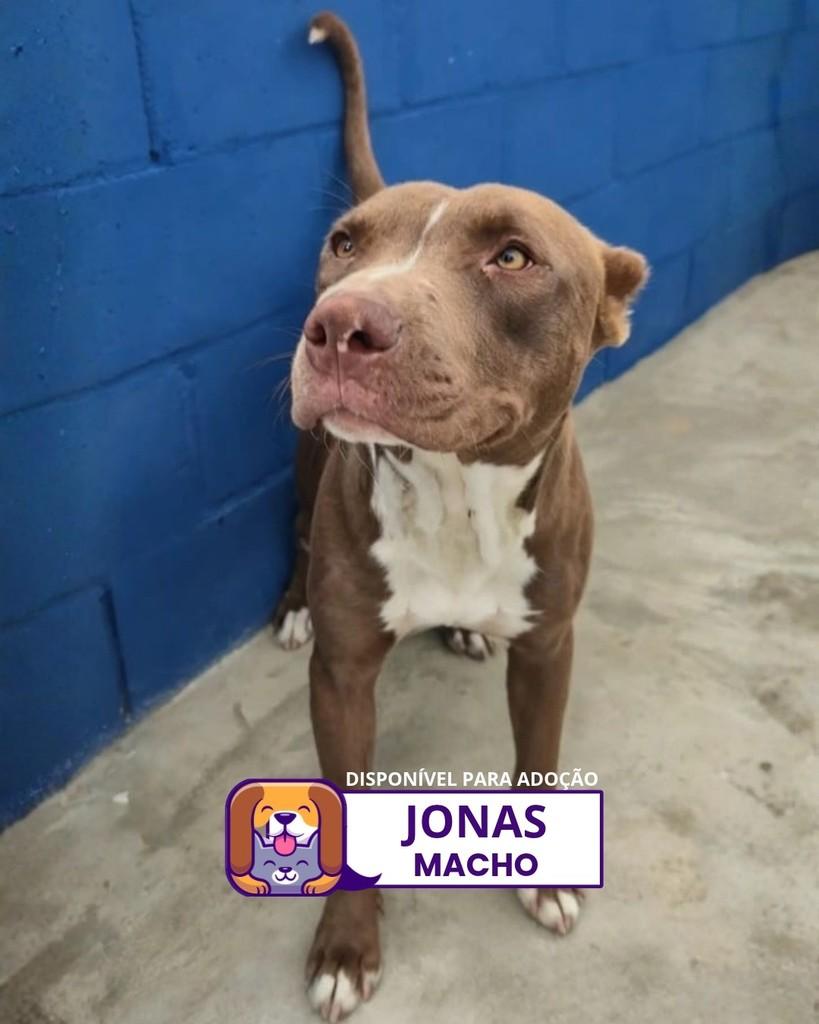 Jonas, cachorro de porte médio para adoção em Sorocaba - SP