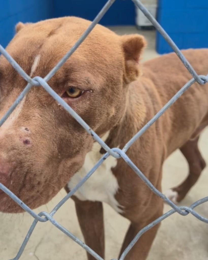 Jonas, cachorro de porte médio para adoção em Sorocaba - SP — foto 2 de 3