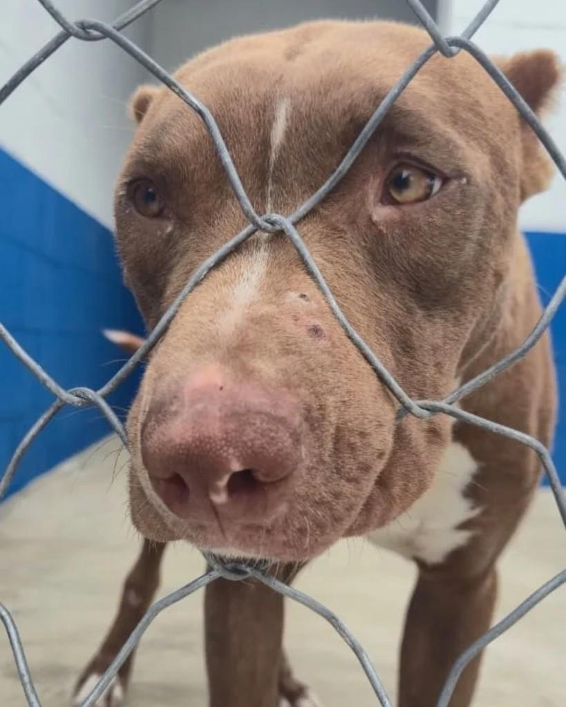 Jonas, cachorro de porte médio para adoção em Sorocaba - SP — foto 3 de 3