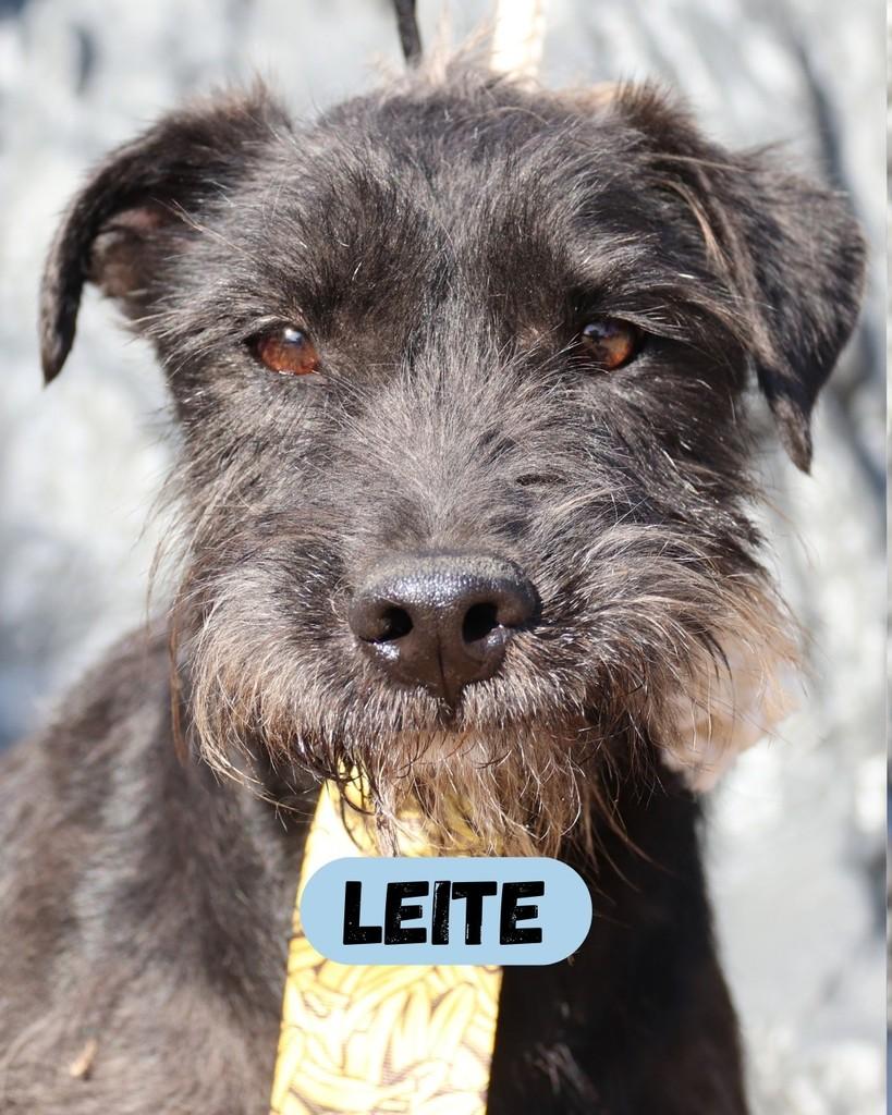 Leite, cachorro de porte médio para adoção em Sorocaba - SP
