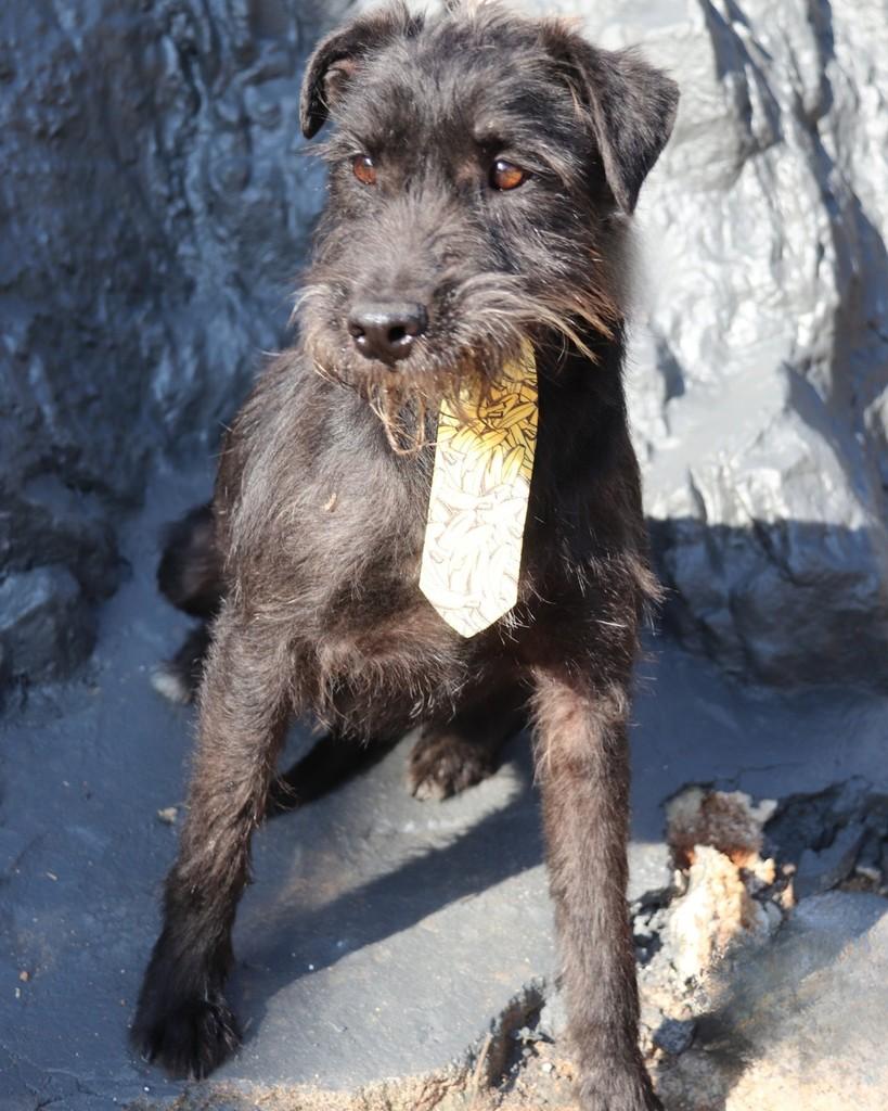 Leite, cachorro de porte médio para adoção em Sorocaba - SP — foto 2 de 4