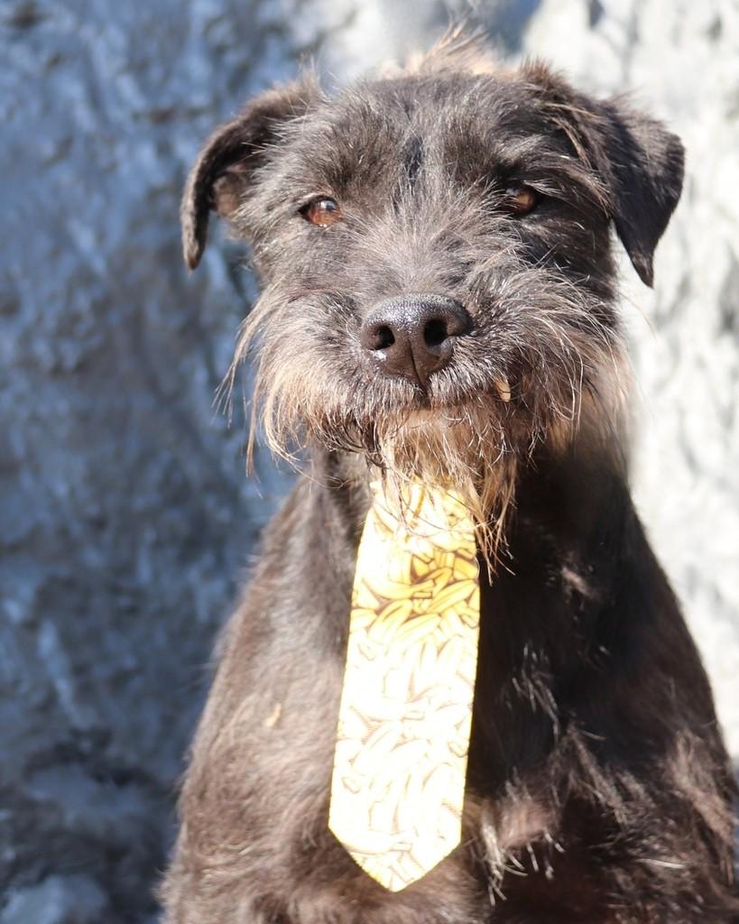 Leite, cachorro de porte médio para adoção em Sorocaba - SP — foto 3 de 4