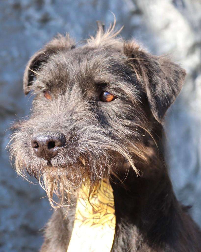 Leite, cachorro de porte médio para adoção em Sorocaba - SP — foto 4 de 4