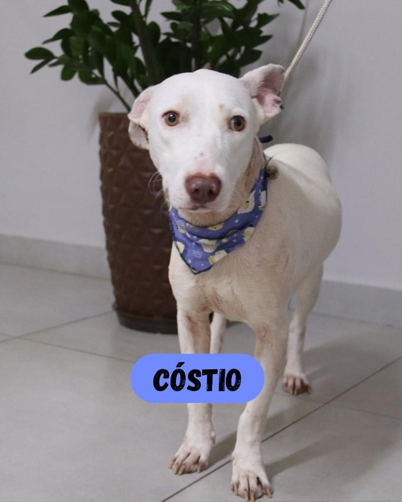 Cóstio, cachorro de porte pequeno para adoção em Sorocaba - SP