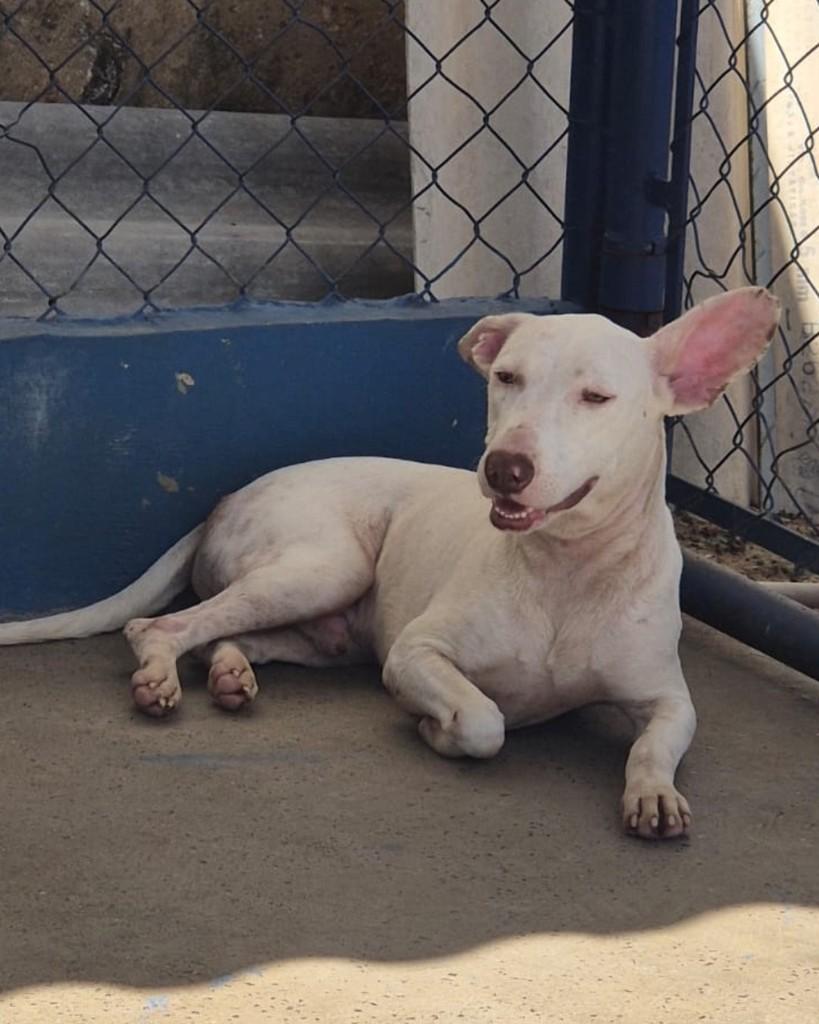 Cóstio, cachorro de porte pequeno para adoção em Sorocaba - SP — foto 2 de 4